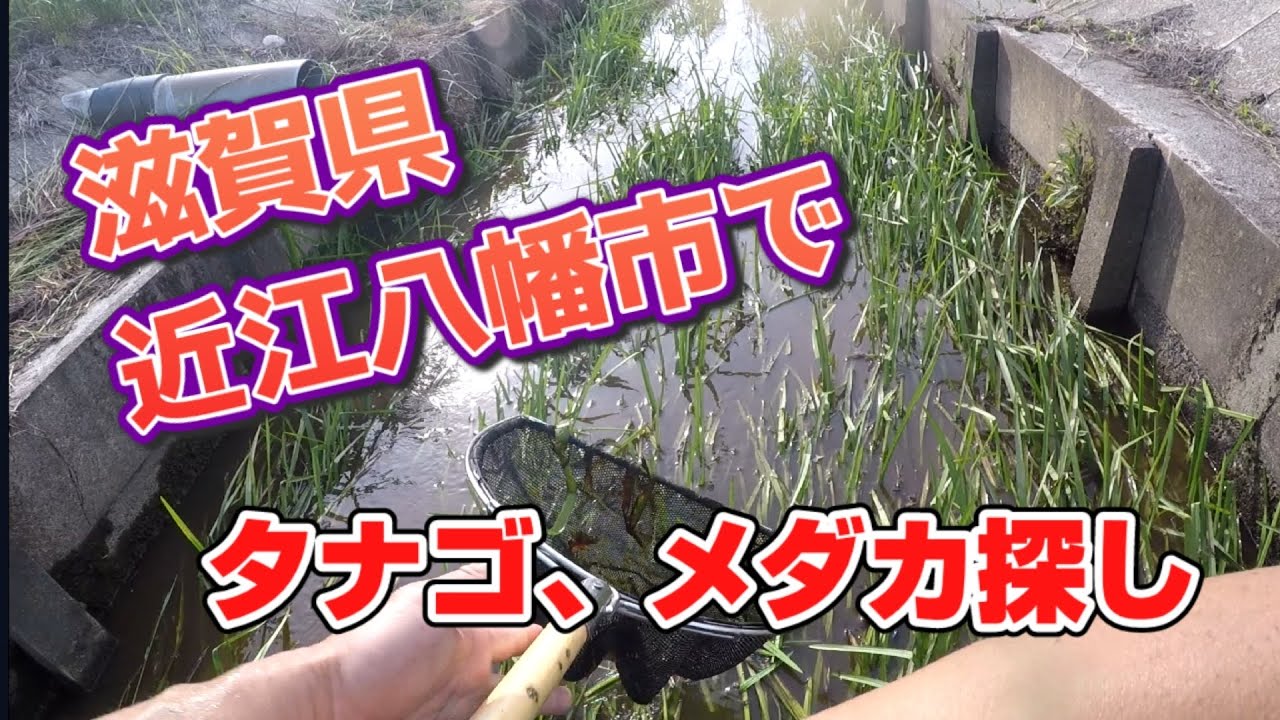 滋賀県近江八幡市の用水路をガサガサ。タナゴとメダカを探す。