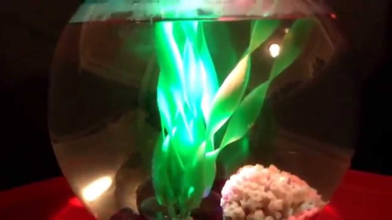 New beta bowl.