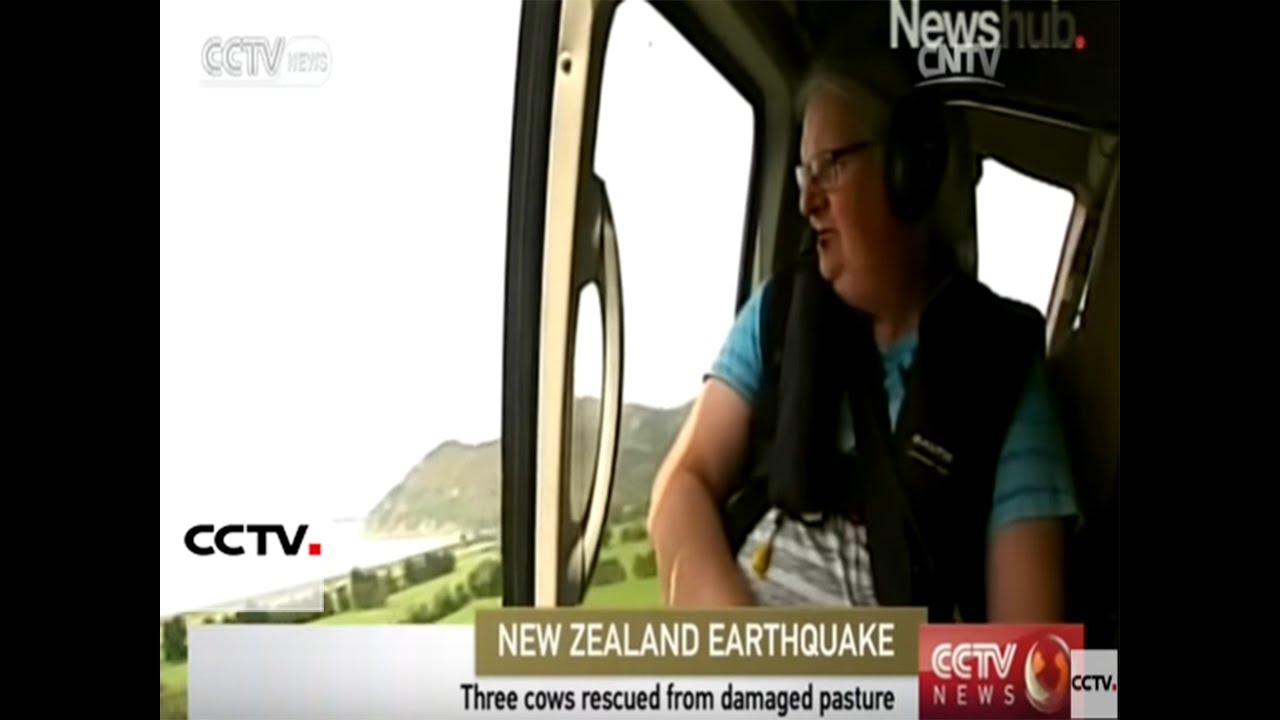 New Zealand: Three cows rescued from damaged pasture