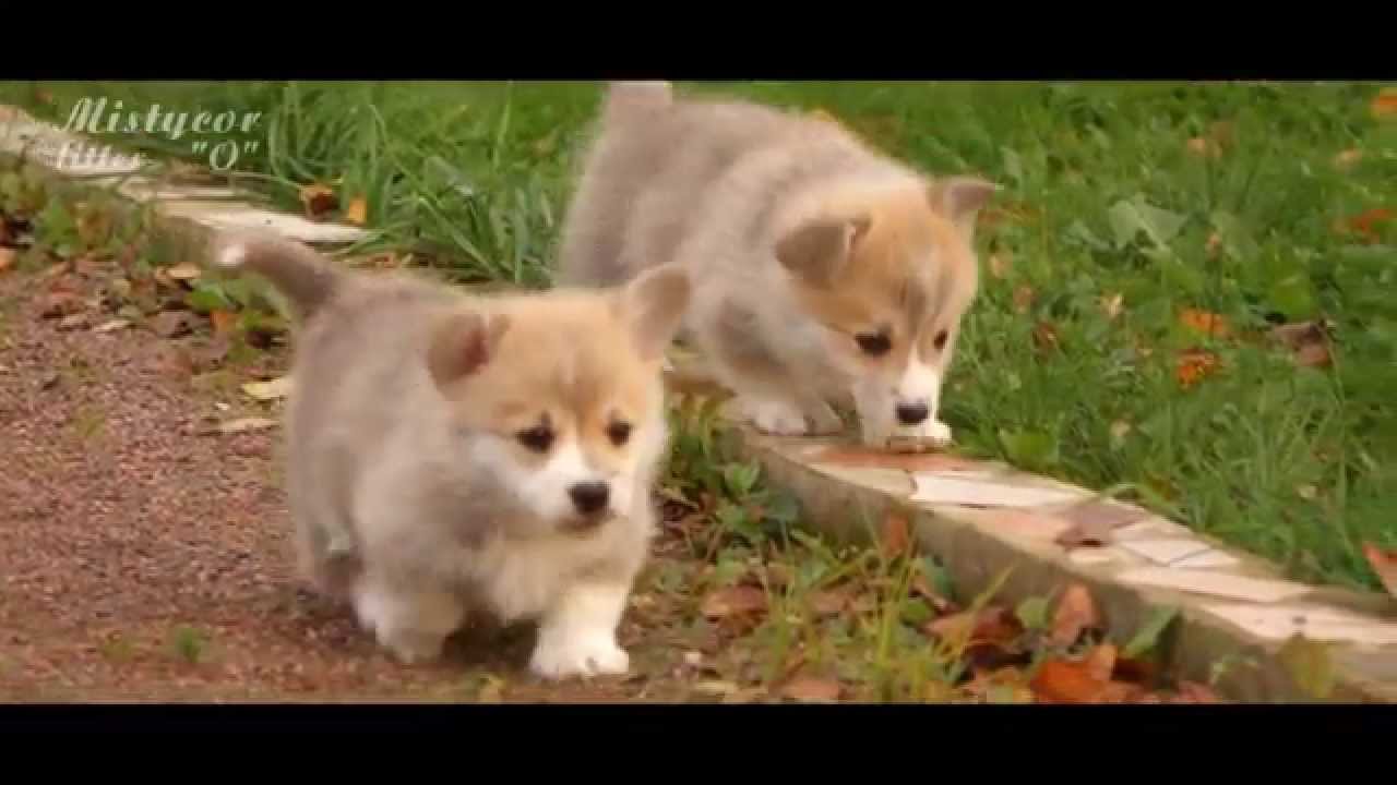 Welsh Corgi Pembroke puppies, Mistycor litter - 
