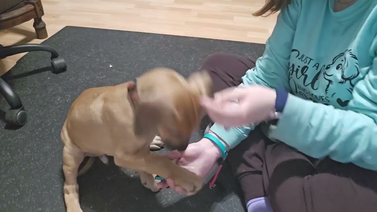 Paw with gunnar 