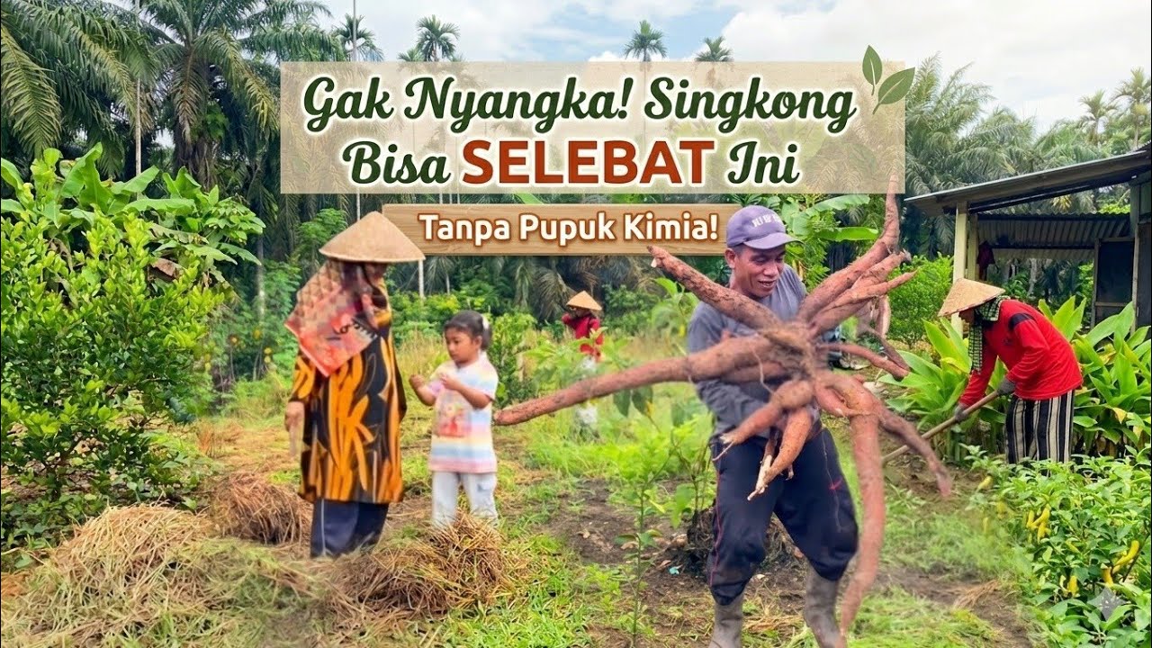 EPISODE110 TAK DI SANGKA SINGKONG BISA SELEBAT INI TANPA PUPUK KIMIA 