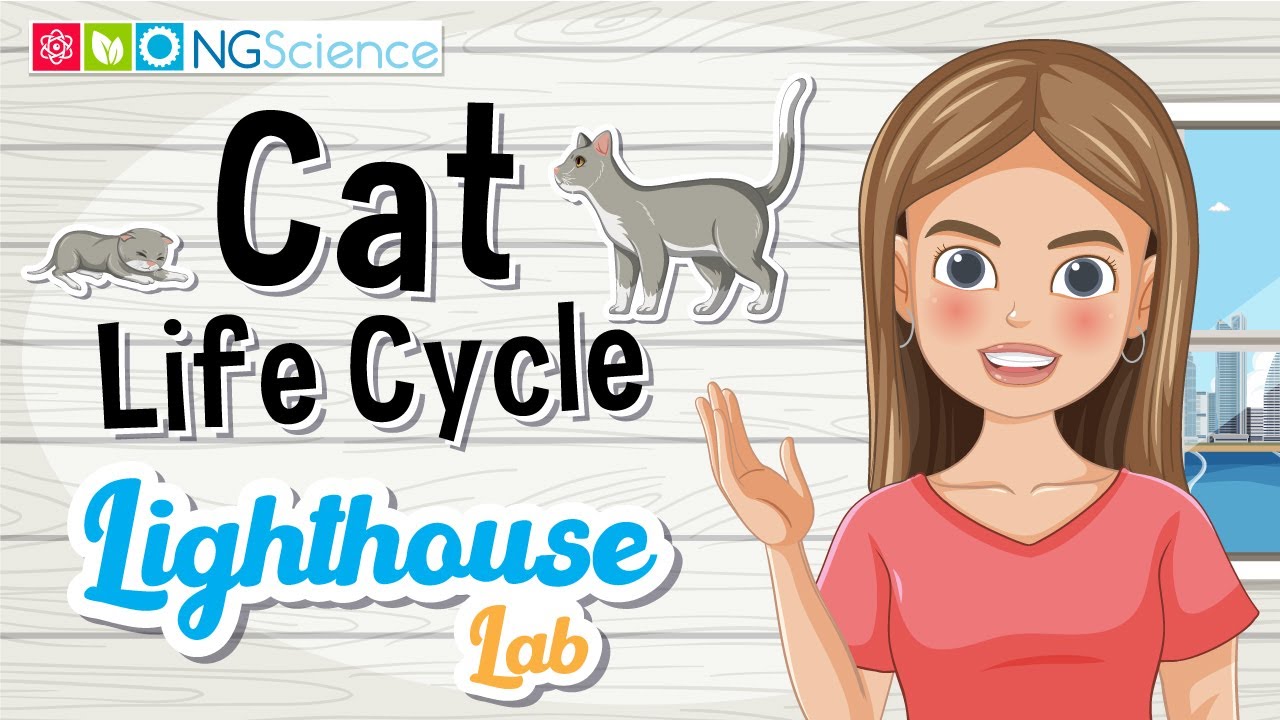 Lighthouse Lab – Жизненный цикл кошки