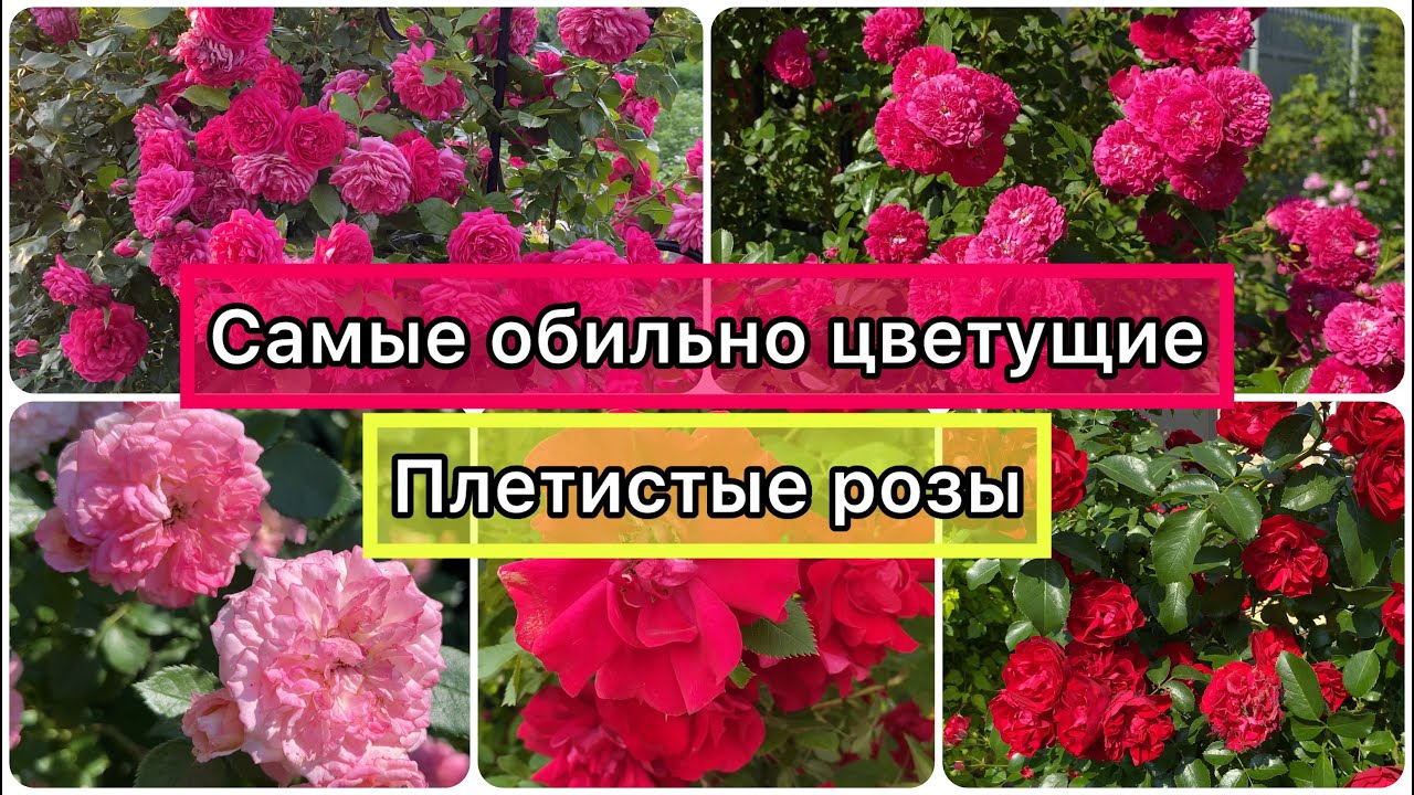 Самые красивые, обильные  и продолжительно цветущие плетистые розы для Урала.