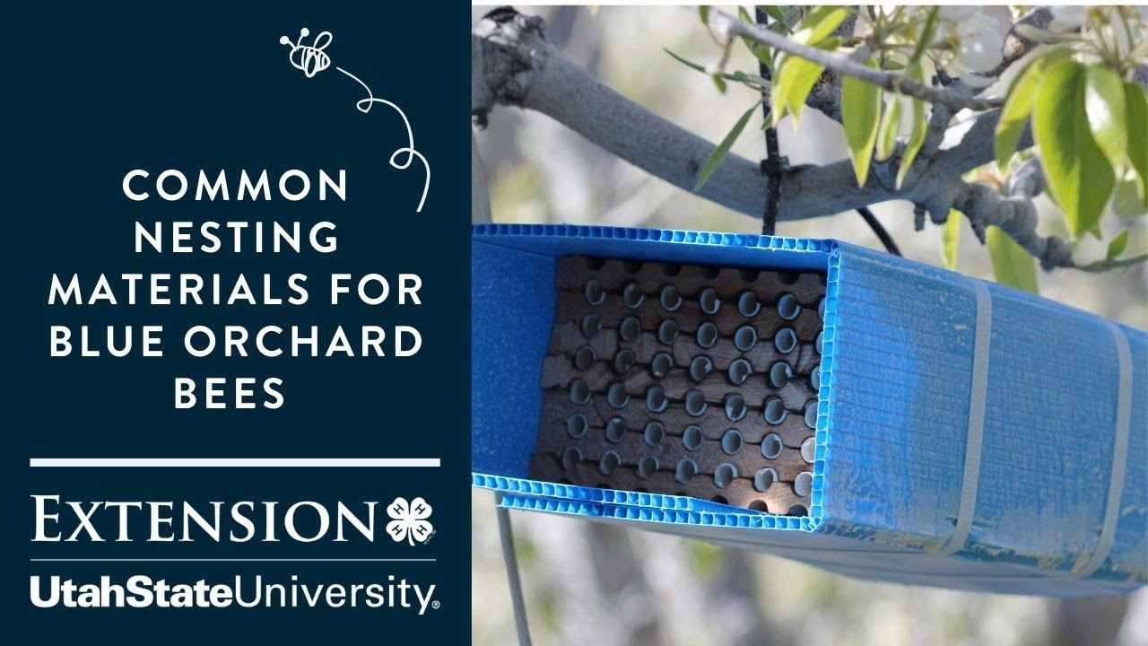 Common Nesting Materials for Blue Orchard Bees