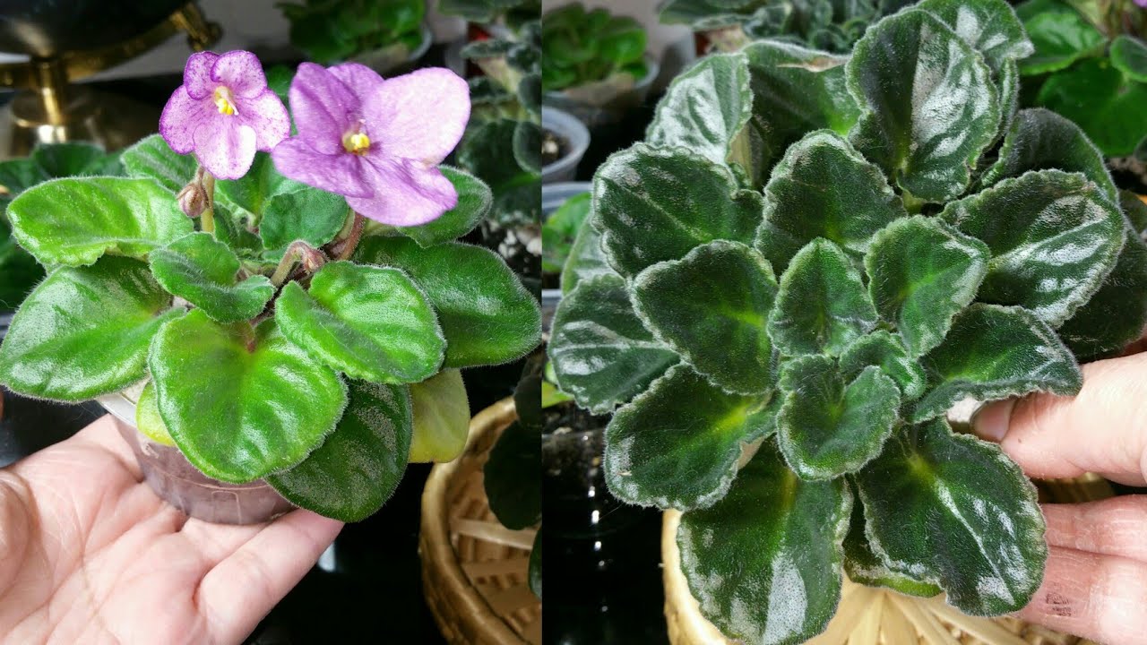 Mis Secretos para Hojas Brillantes!Como uso Sal Epsom en Violetas Africanas #jardineria