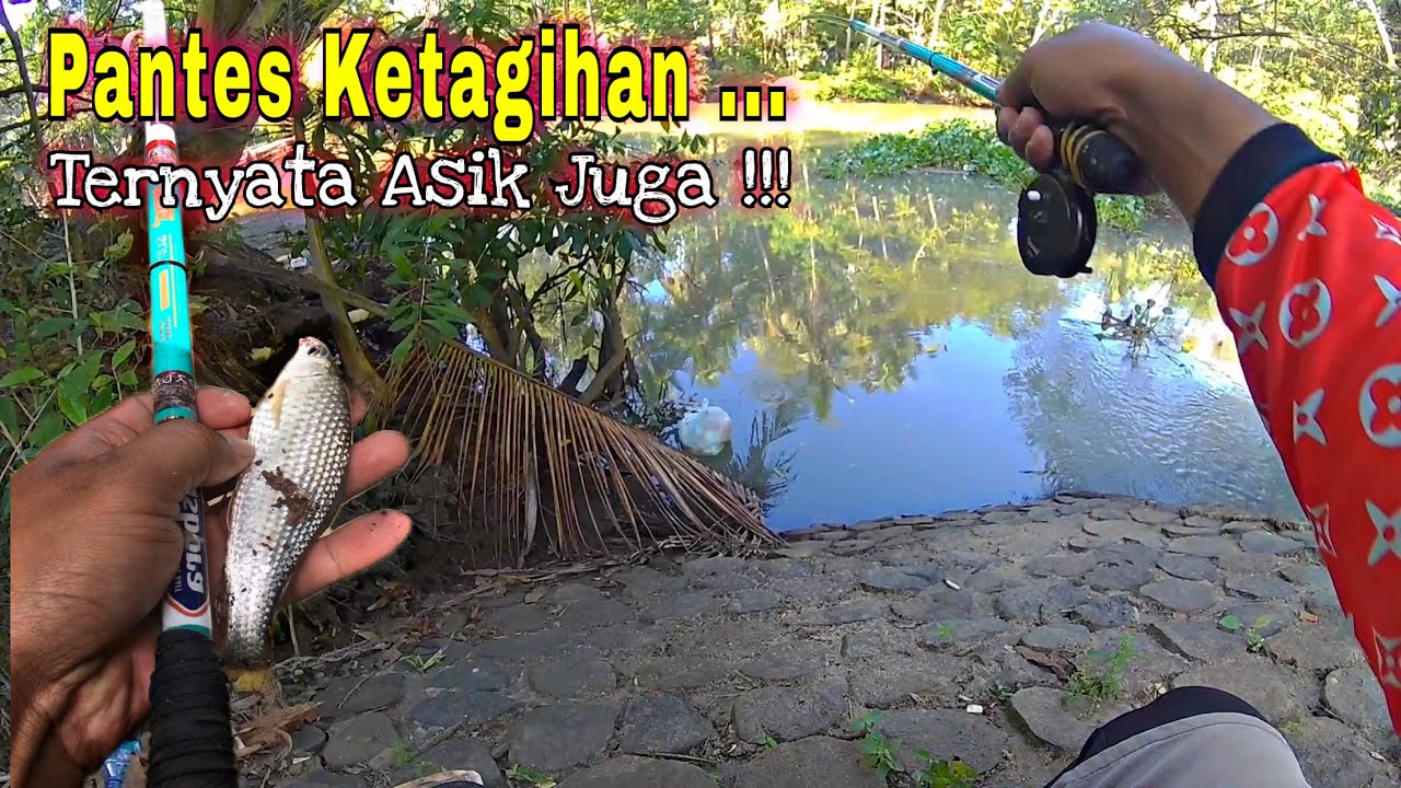 IKAN MUSIMAN spot Kali Sengoro !!! Mancing wader | Mancing Lukas (01) #mancingwader #microfishing