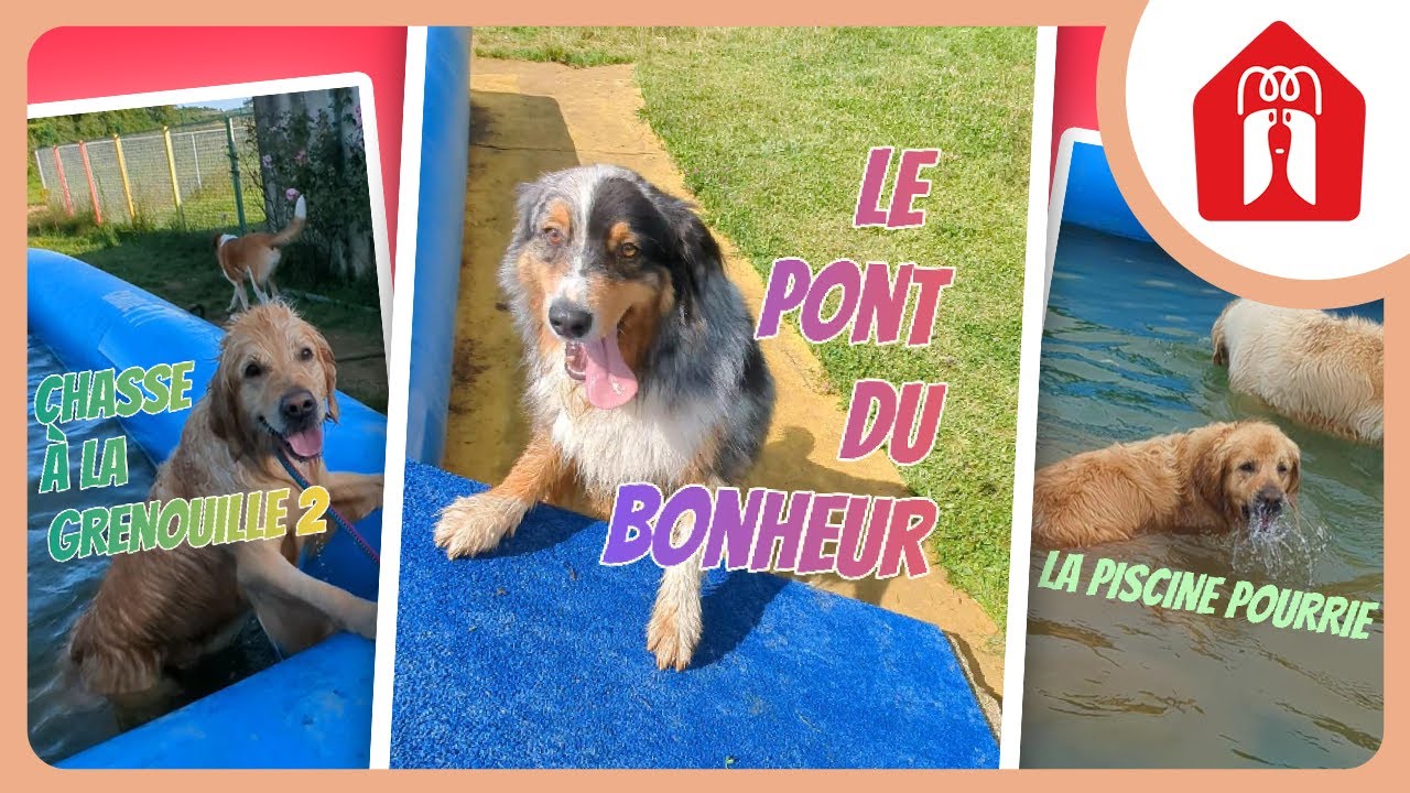 L' AJOUT QUI VA TOUT CHANGER (ou pas)🐶 Pension CHEZ MARTH' 87 #42