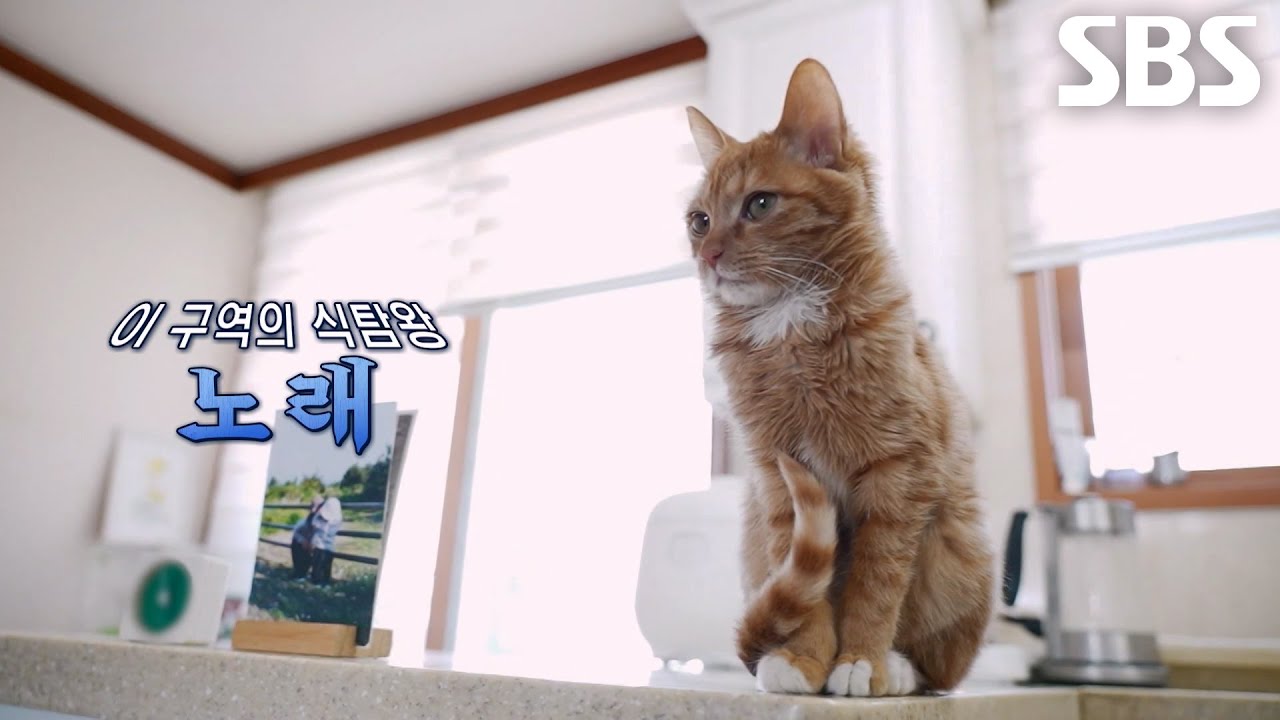 &lsquo;냥발장&rsquo; 노래, 음식 향해 슬라이딩하며 5초 만에 훔친 빵