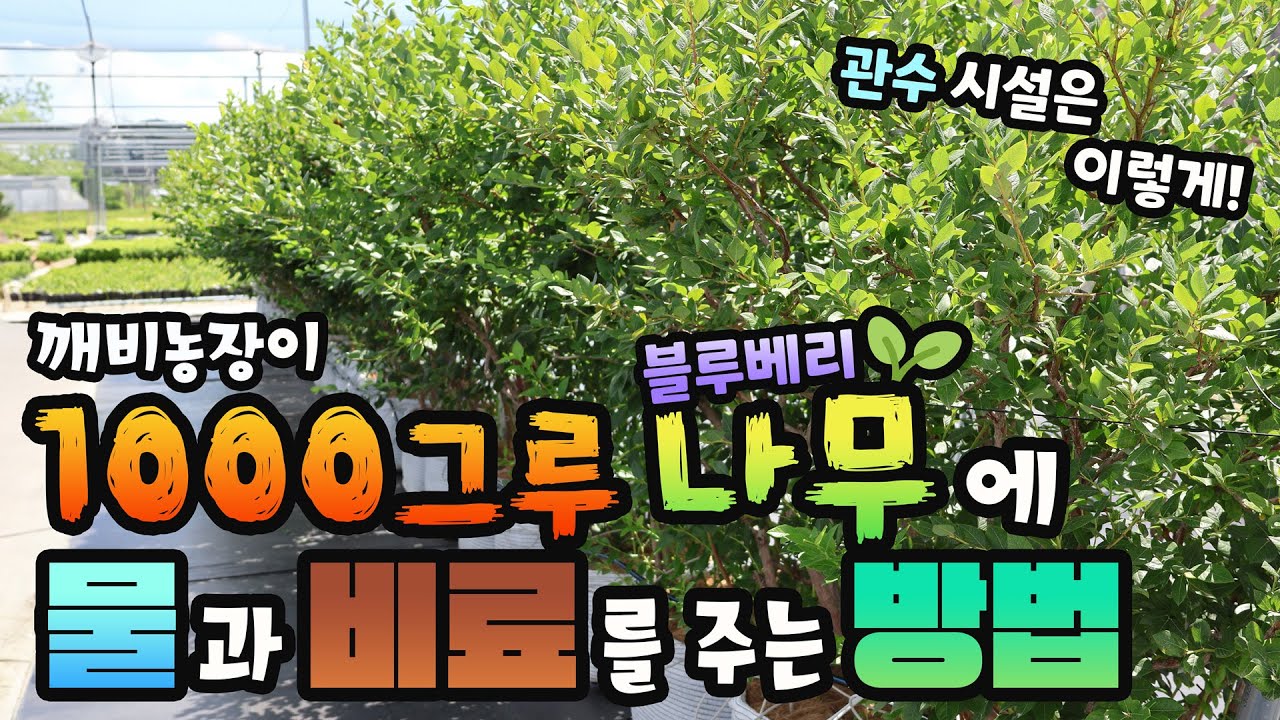 [블루베리 관수 시설은 이렇게] 블루베리 1000그루 나무에 물과 비료를 주는 방법!
