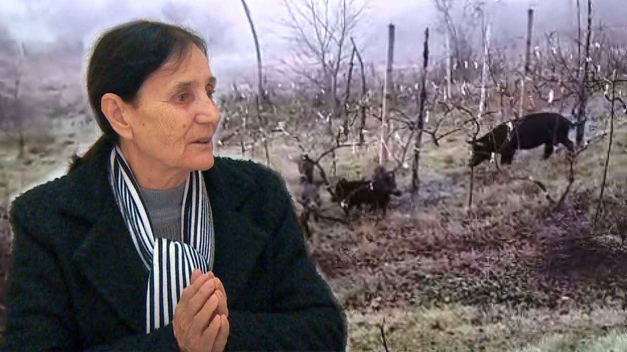 Bagëtitë e kryeplakut bëjnë ‘ligjin’në fshat, shkatërrojnë pronat e banorëve - Fiks Fare