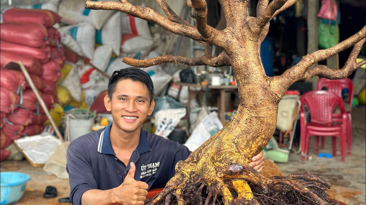 Cách trồng phôi mai vàng lên chậu