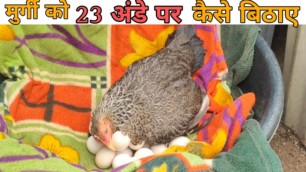 murgi ko 23 ando par baithne ka tarika | मुर्गी को अंडे पर कैसे बिठाए | #murgi