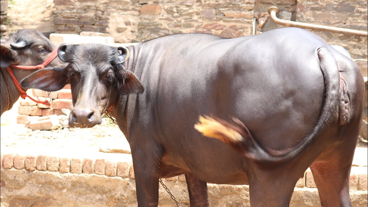FOR SALE - 2 Beautiful Murrah Heifers in Village- Didoli. District- Rewari(Haryana )
