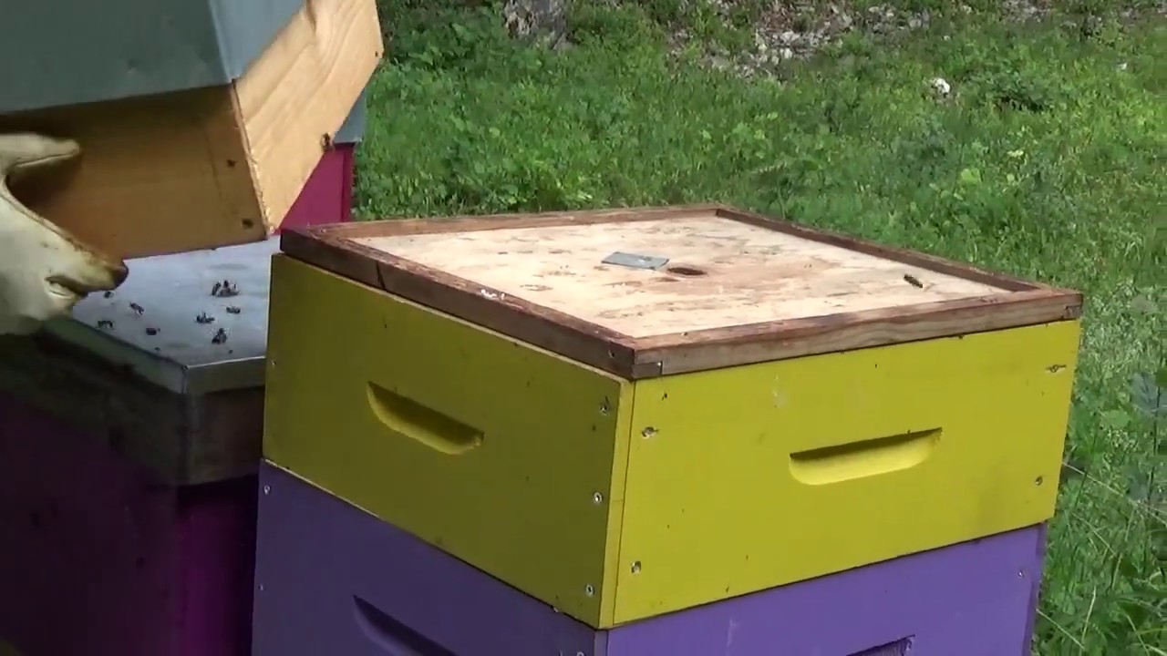 Apiculture: Pose d'un chasse-abeille