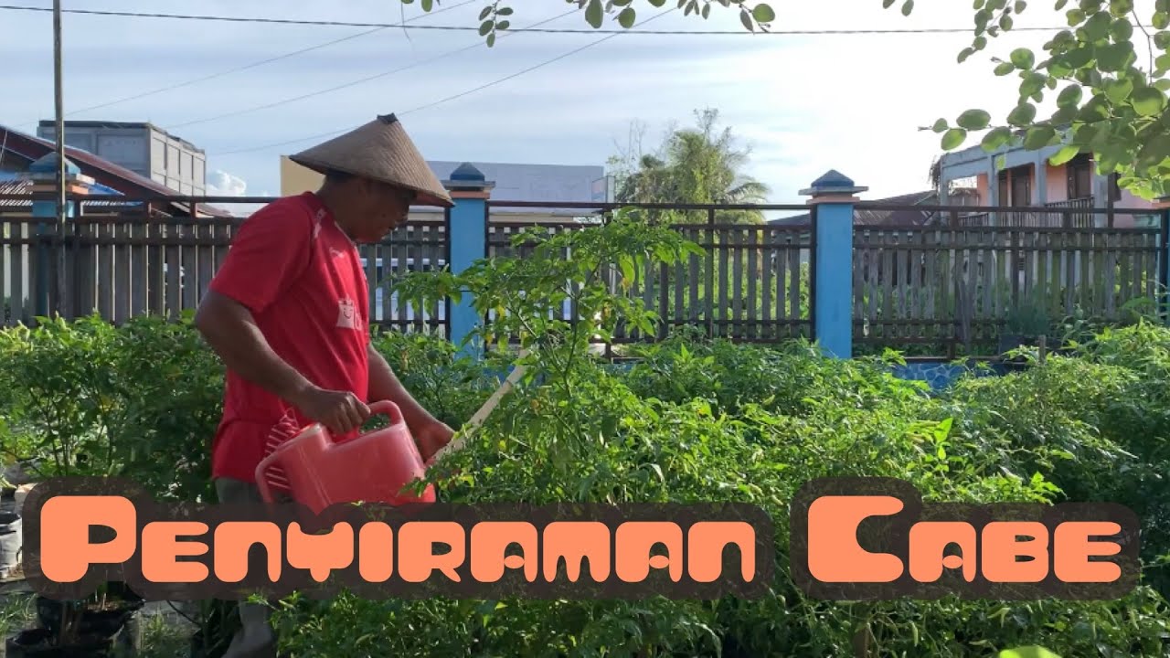 Kebun Cabe di rumah aja