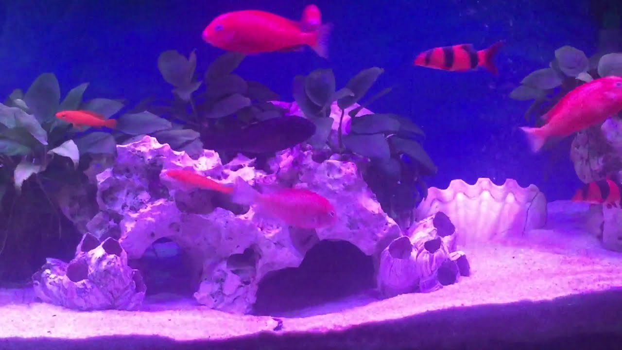 Tropheus Red Phoenix,Kalambo,Chipimbi.Трофеус Ред Феникс,Каламбо,Чипимби.