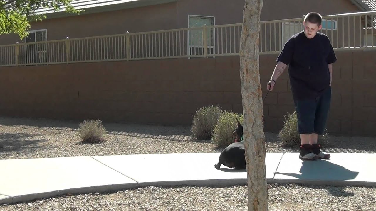 Dog Training TIPS in Phoenix Arizona - on leash obedience - Greta - European - Doberman Pinscher