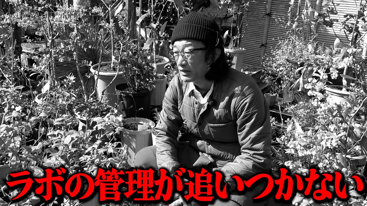 ラボの状態が・・・【カーメン君】【園芸】【ガーデニング】