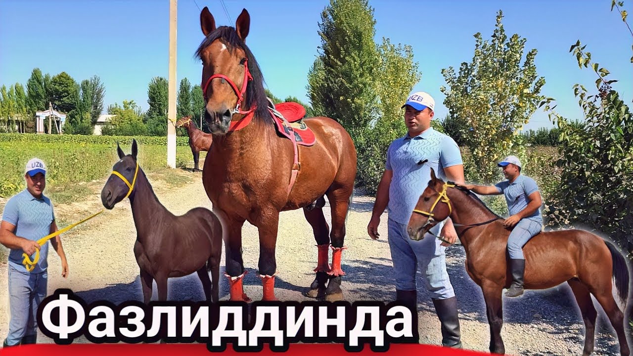 ОХХО ФАЗЛИДДИНДА СЛАСКА ОТЛАРНИ КУЧЛИГИ КЕЛДИ ТОЙНИ ОТАСИ ПОЛША.продаю лошады. Аттар сатылат(Mus Tv)
