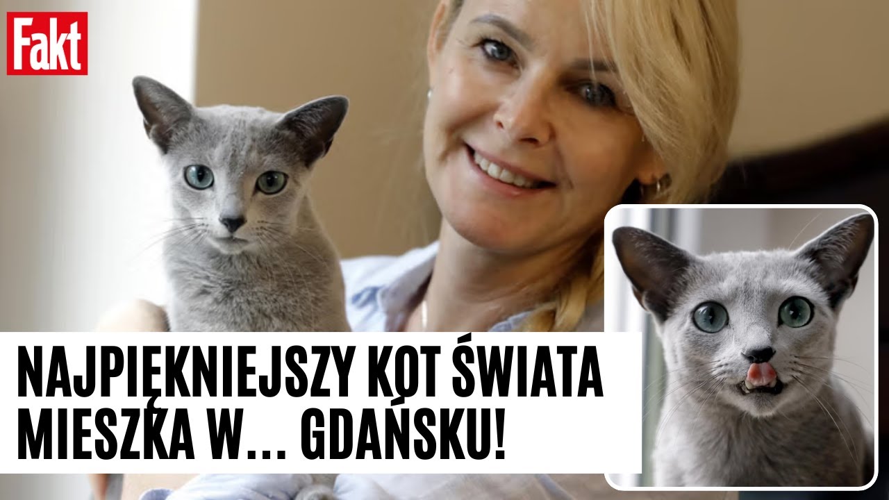 Polski kot został NAJPIĘKNIEJSZYM kotem świata! Mieszka w Gdańsku. Pokonał 1500 konkurentów.