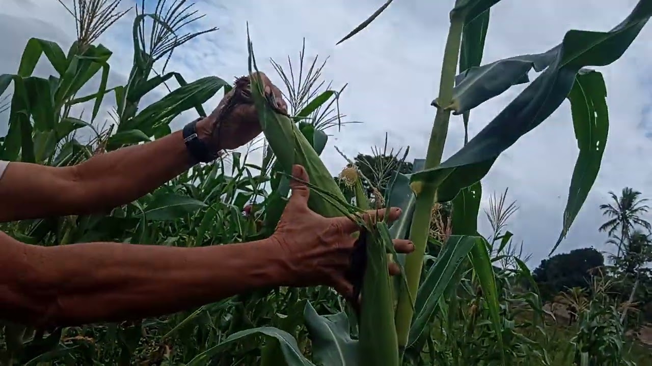 Luiz mostrando a roça e os milhos