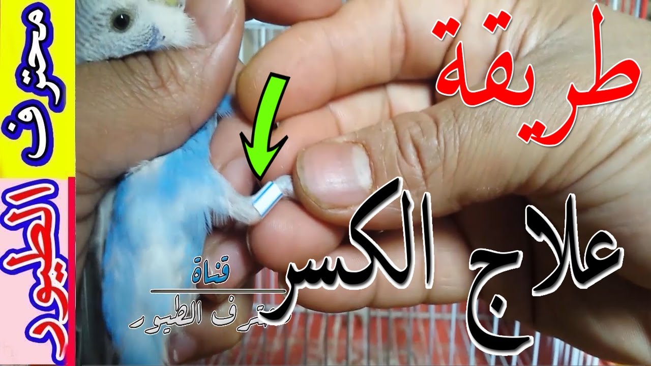 مادا تفعل ادا انكسرت رجل طائر البادجي- What to do if your budgie breaks their leg