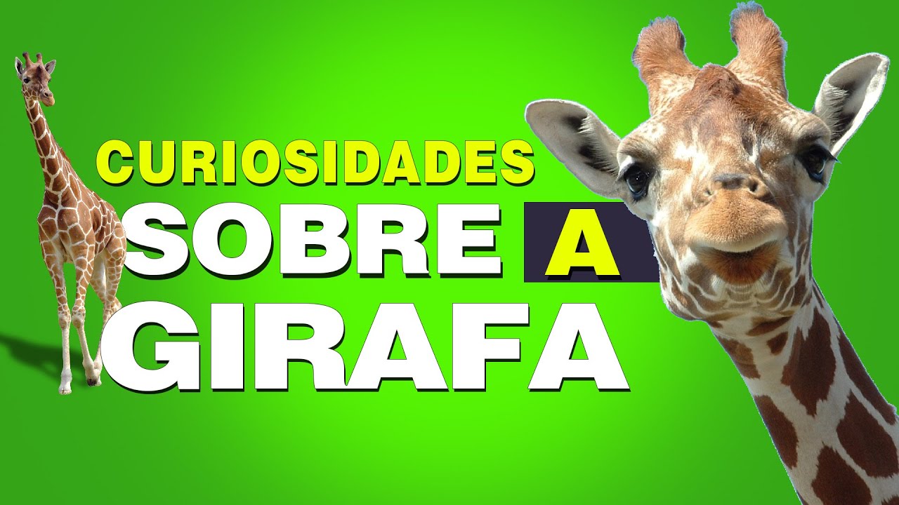 Curiosidades sobre a girafa