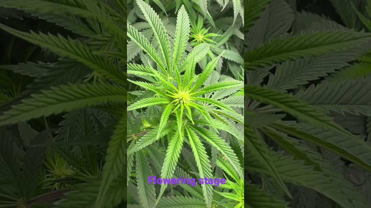 Flowering stage