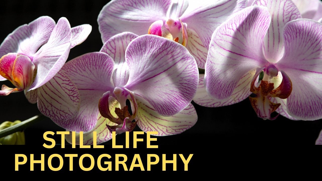 Still Life Photography's Magic! tips & Techniques