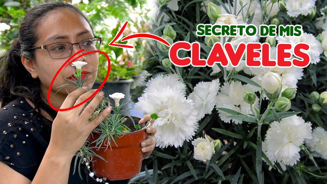 Claveles lo que no te cuentan