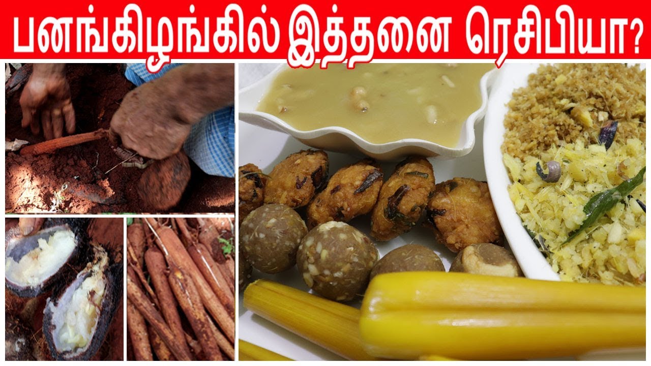 பனங்கிழங்கு அறுவடை | பனங்கிழங்கு வகை, வகையாக மிக சுவையாக செய்வது எப்படி | Fresh Palmsprouts Recipes