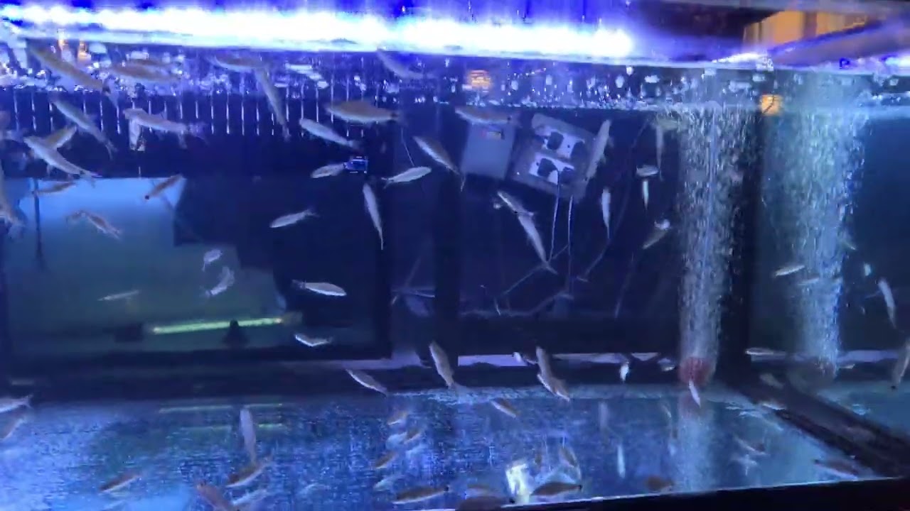 Pattaya Fish That Clean Old Skin Off Feet