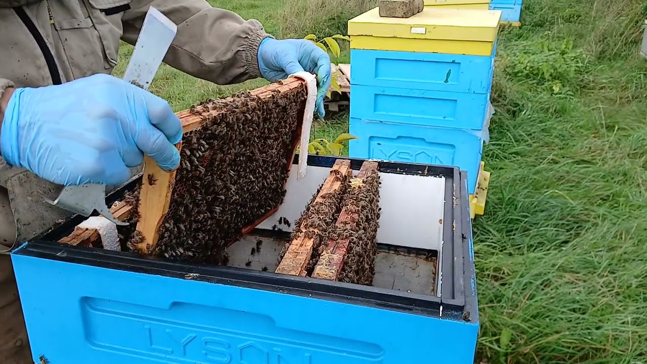 Ograniczenie czerwienia matek w Październiku. 09.10.2025