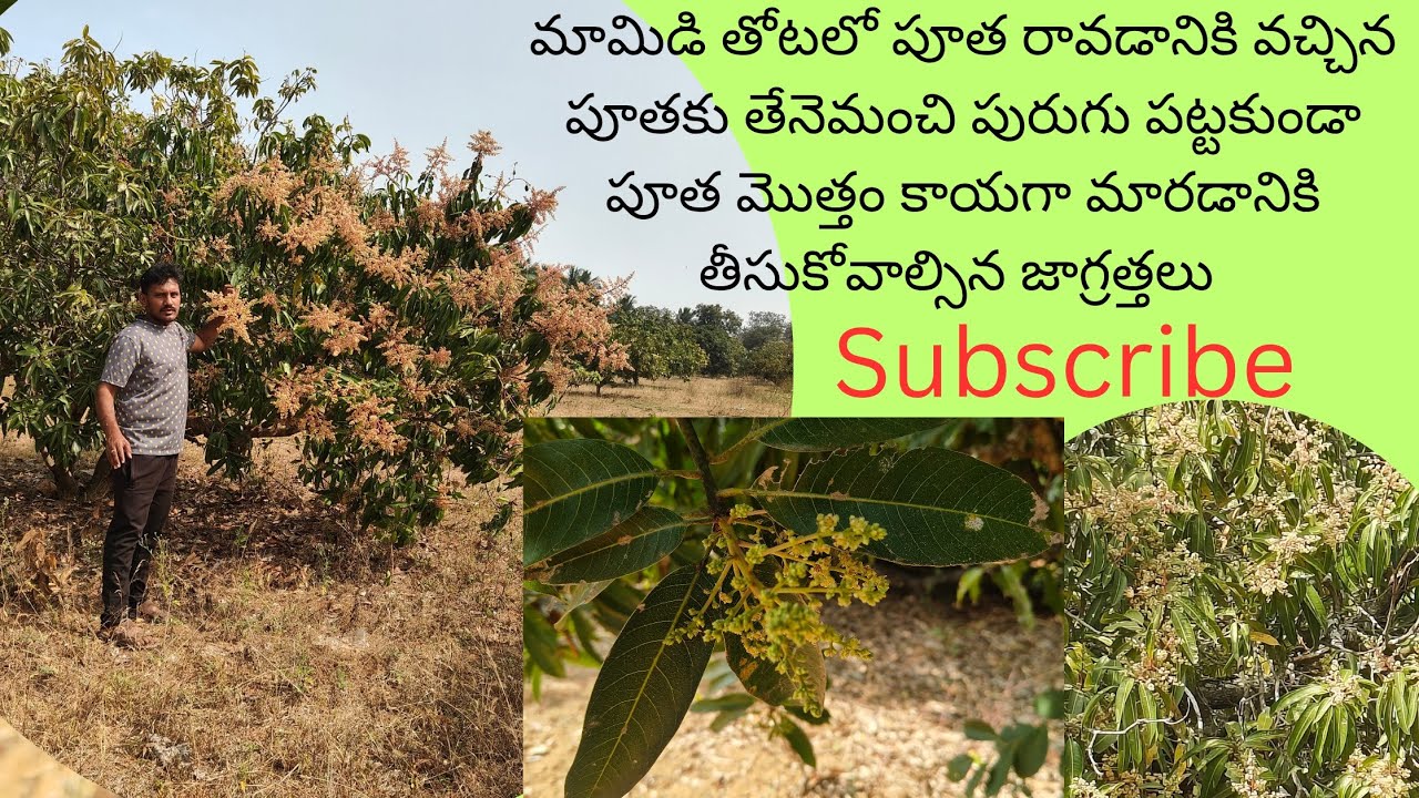 మామిడి తోటలో పూత రావడానికి వచ్చిన పూత కాయగా మారడానికి తీసుకోవాల్సిన జాగ్రత్తలు తెలుసుకుందాం🥭 # mango