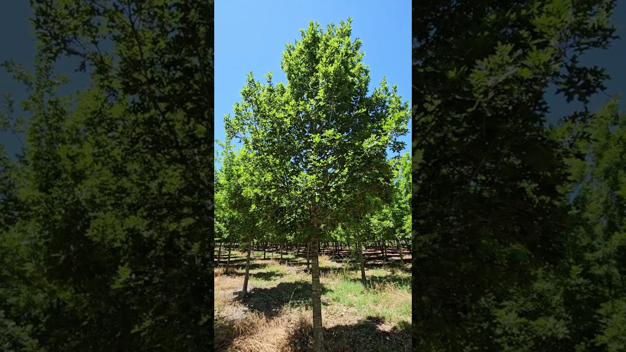 Encino Rojo Texano Quercus texana