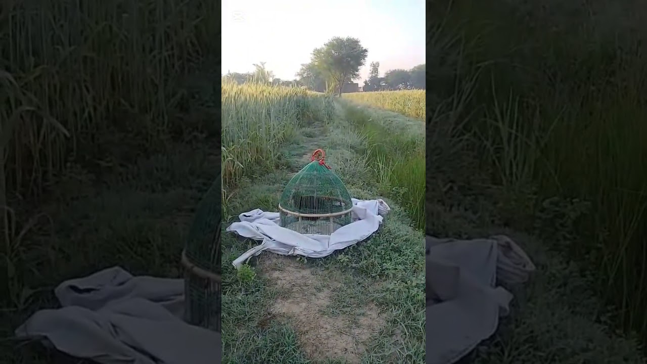 11 3 2026 kalateetar francolin blackfrancolin kala teeter ki awaz black teetar ki awaz sindhi teetar