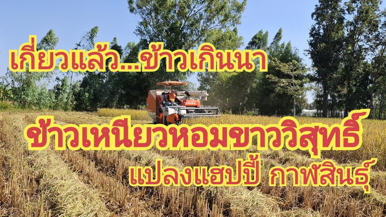 เกี่ยวแล้ว ข้าวเกินนา......ข้าวเหนียวหอมขาววิสุทธิ์....แปลงแฮปปี้ กาฬสินธุ์