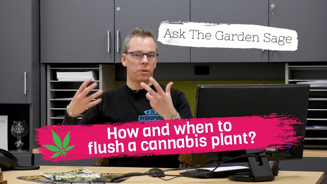 How and when to flush a cannabis plant? - Ask the Garden Sage