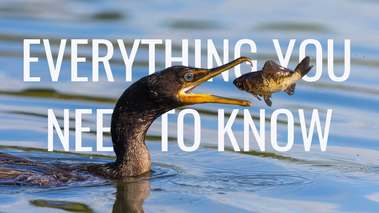Cormorants and Shags: Everything you need to know | Fishing, Flying, Hunting, Diving, Call/Sound