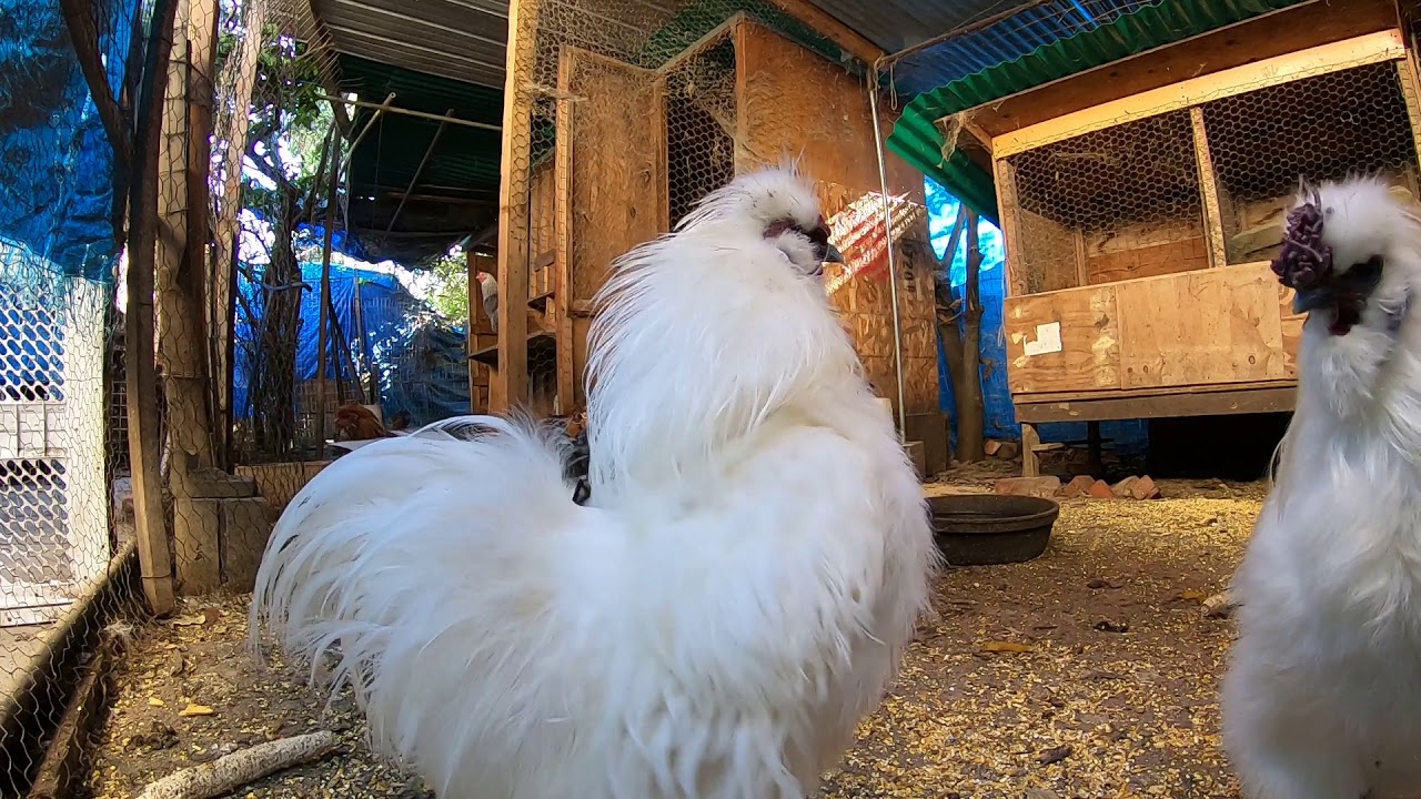 Non-Stop Chicken Footage! Hens And Roosters In Action! HD!