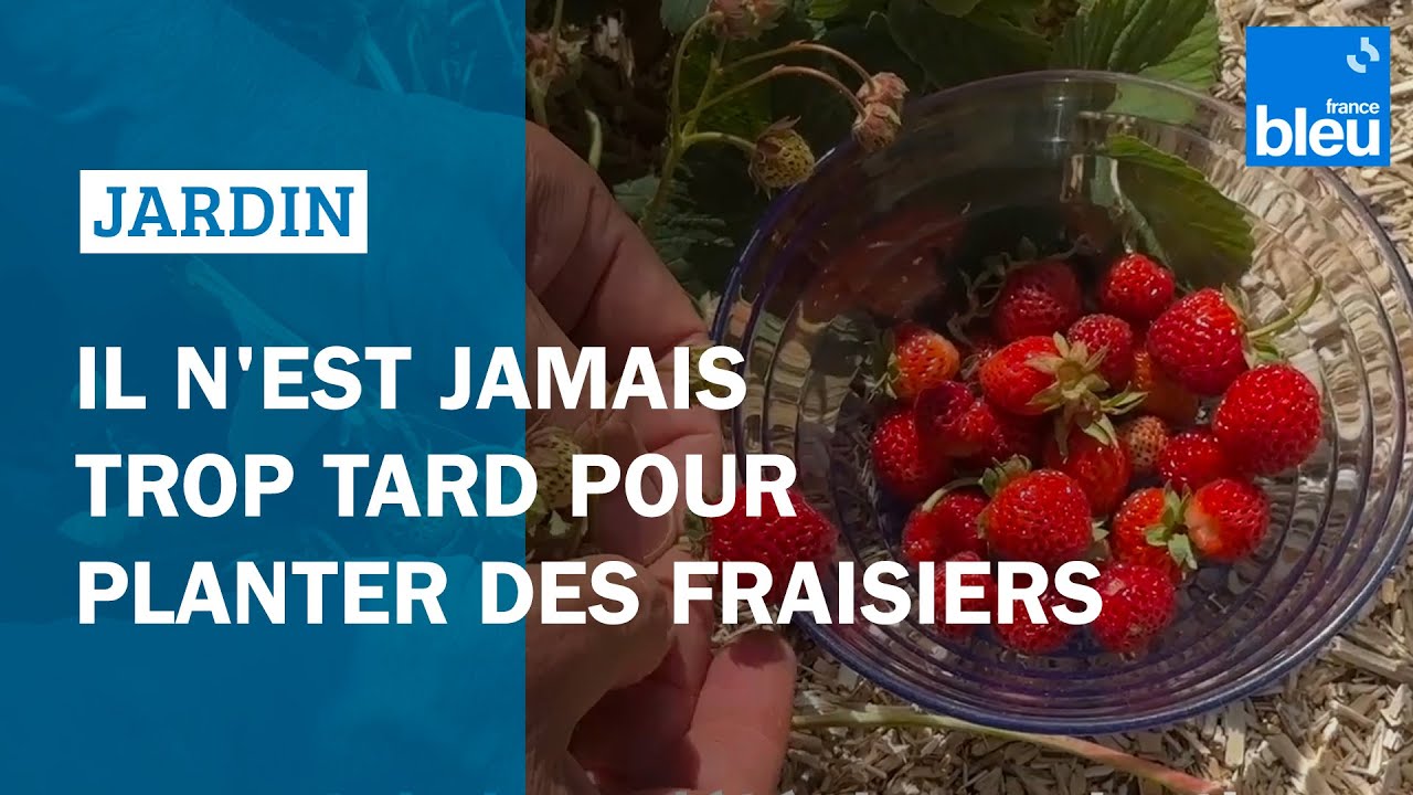 Mars-avril, il n'est jamais trop tard pour planter des fraisiers : Les conseils de Roland Motte