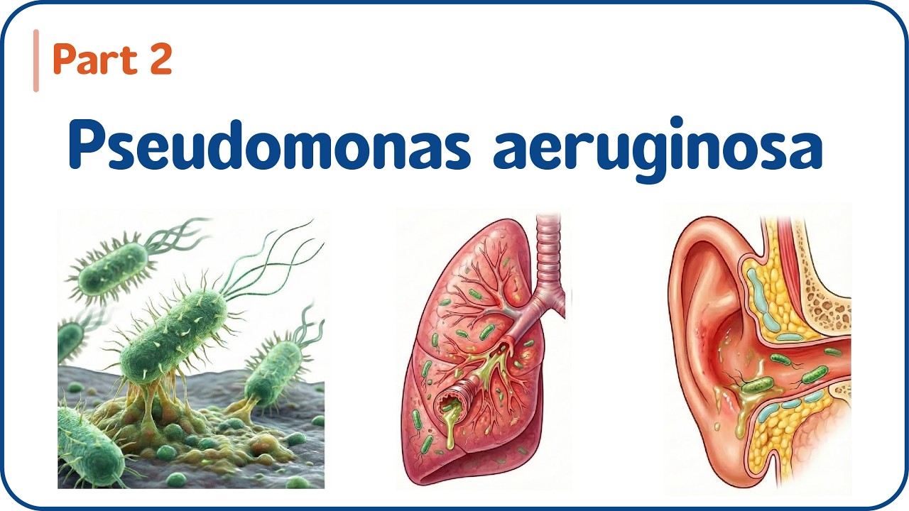 17. Pseudomonas aeruginosa (Часть 2) 🦠 Вирулентность, инфекции и резистентность | USMLE и NEET-PG