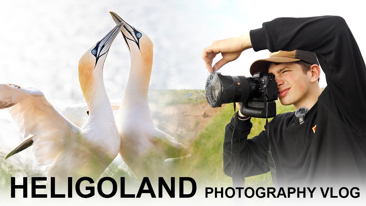 BIRD PHOTOGRAPHY VLOG - HELIGOLAND (North Sea)