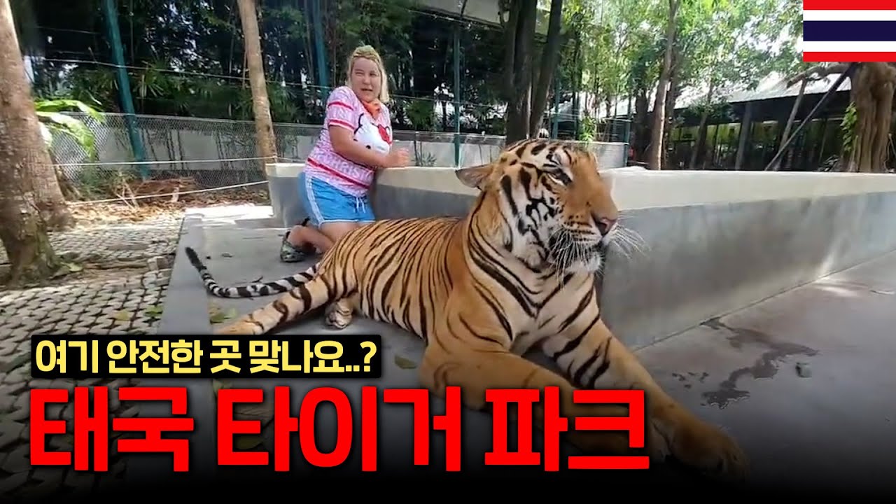 🇹🇭호랑이 우리에 맨몸으로 던져졌습니다(Ep.11) | 파타야 타이거 파크 | Thailand travel | Pattaya