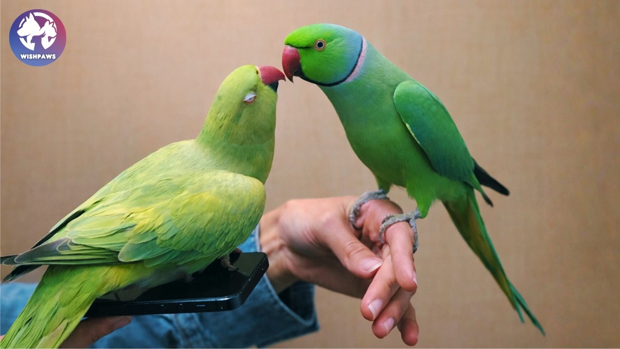 Sweet Parrot Met His Baby Sister, And She Took Over Their Home