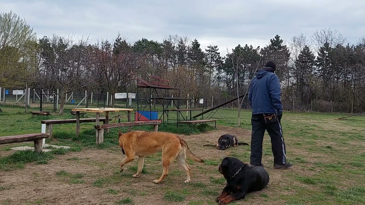 Német juhászkutya tréning oktatás
