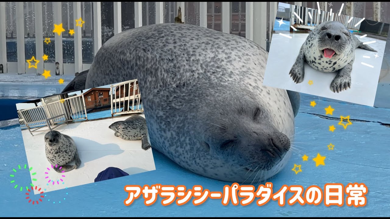 【紋別アザラシシーパラダイス】～色んな場面詰め合わせ４～最近の様子や少し前の様子などシーパラ3頭の日常です