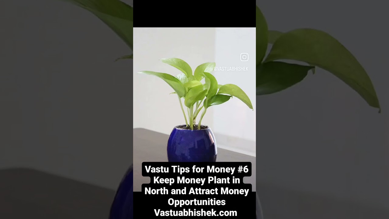Attract Money Opportunities with Money Plant in North, Vastu Tips for Money #6