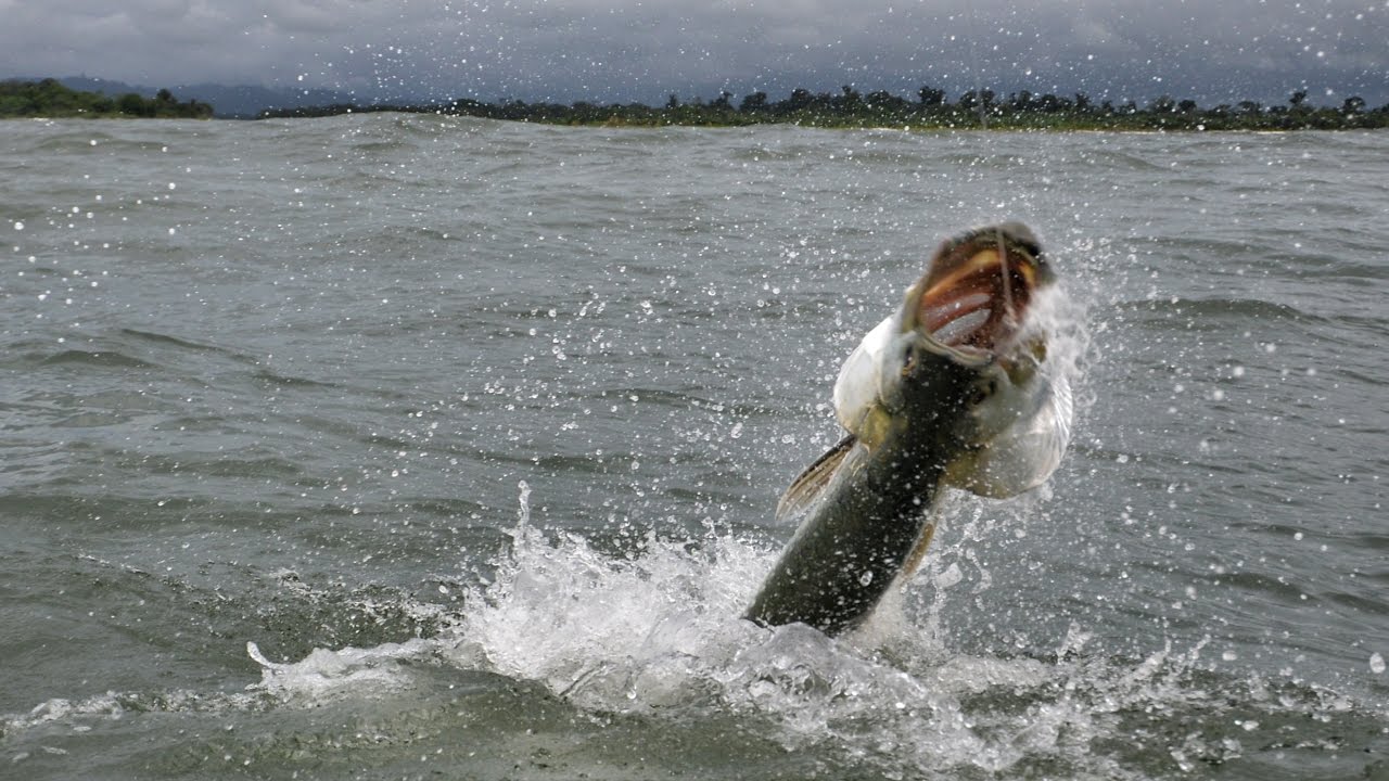 Reality Fishing Panama -  Tranquilo Bay Lodge - Tarpon - Pesca TV 236 SKY 2017